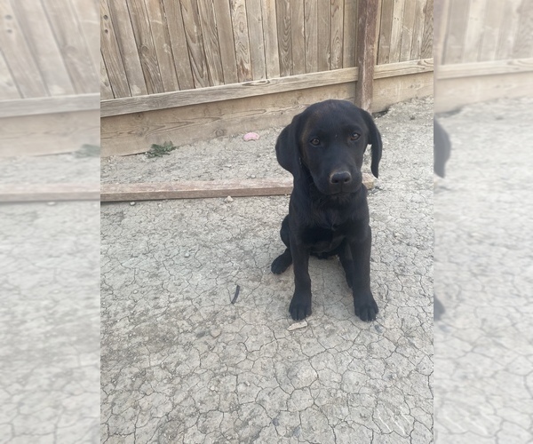 Medium Photo #1 Labrador Retriever Puppy For Sale in LOS BANOS, CA, USA