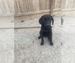 Small Photo #1 Labrador Retriever Puppy For Sale in LOS BANOS, CA, USA