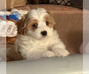 Cavachon-Cavalier King Charles Spaniel Mix Puppy for sale in VANCOUVER, WA, USA
