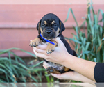 Small #2 Jug-Treeing Walker Coonhound Mix