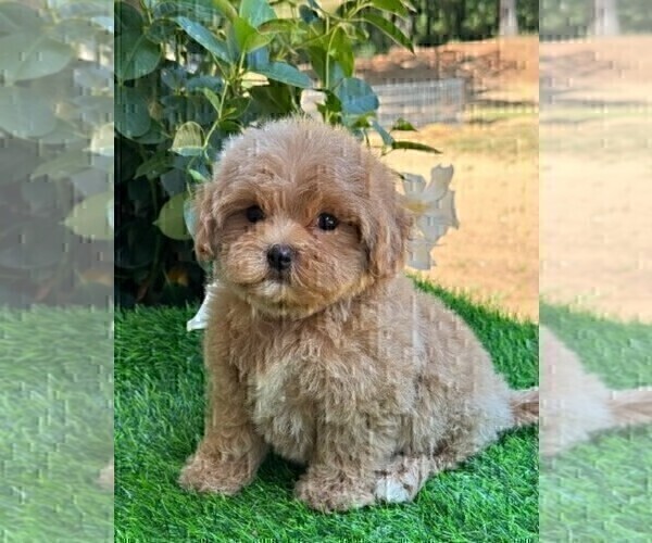 Medium Photo #12 Maltipoo Puppy For Sale in FORT LAUDERDALE, FL, USA