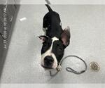 Small American Pit Bull Terrier Mix