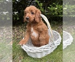 Small #3 Goldendoodle (Miniature)