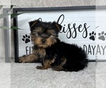 Small #4 Yorkshire Terrier