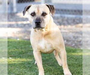 Mutt Dogs for adoption in Camarillo, CA, USA
