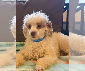 Poodle (Toy) Dogs for adoption in Pacolet, SC, USA