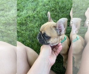 French Bulldog Puppy for sale in SIOUX CENTER, IA, USA