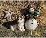 Small Photo #25 Siberian Husky Puppy For Sale in DEARBORN, MO, USA
