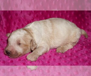 Labradoodle Puppy for sale in LA HABRA, CA, USA