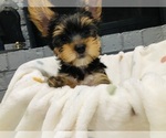 Small Photo #2 Yorkshire Terrier Puppy For Sale in NASHVILLE, TN, USA