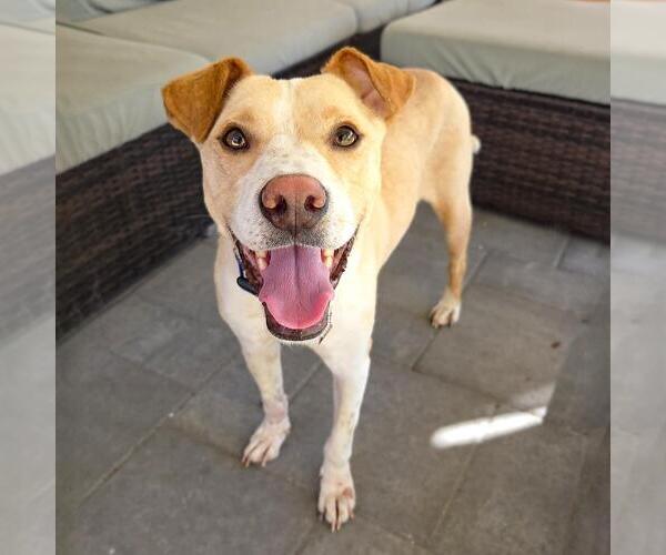 Medium Photo #3 Labrador Retriever-Unknown Mix Puppy For Sale in San Diego, CA, USA