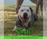 Small American Pit Bull Terrier Mix