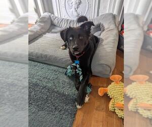 Border Collie-Unknown Mix Dogs for adoption in Louisville, KY, USA