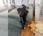 Small Border Collie Mix
