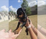 Small Doberman Pinscher