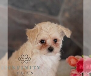 Maltipoo Puppy for sale in MILL HALL, PA, USA