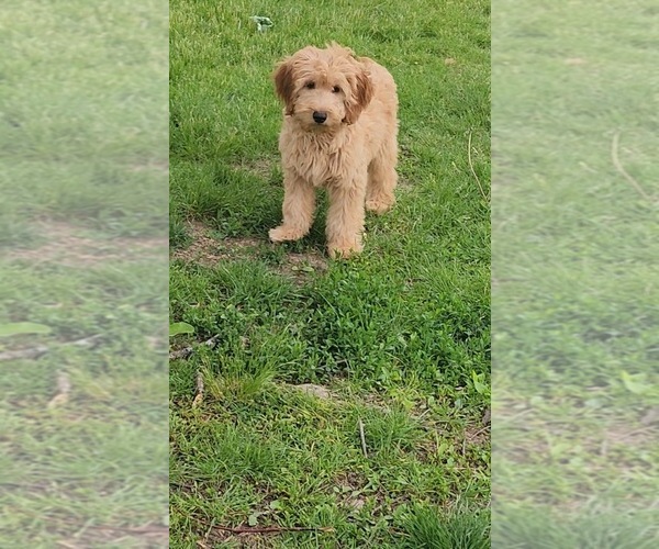 Medium Photo #1 Goldendoodle (Miniature) Puppy For Sale in INDIANAPOLIS, IN, USA