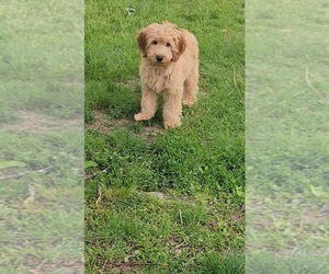 Goldendoodle (Miniature) Puppy for sale in INDIANAPOLIS, IN, USA