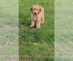 Small Goldendoodle (Miniature)