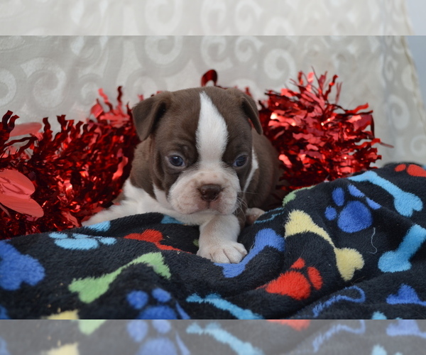 Medium Photo #8 Boston Terrier Puppy For Sale in GREENWOOD, WI, USA