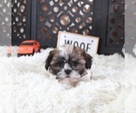 Small #3 Shih Tzu