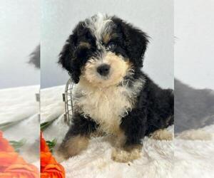 Bernedoodle (Miniature) Puppy for sale in ITASCA, TX, USA