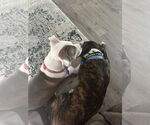Small #3 Staffordshire Bull Terrier Mix