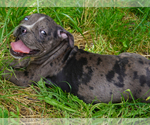 Small #3 American Bully