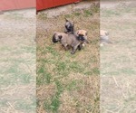 Small #7 Sarplaninac (Illyrian Sheepdog )