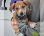 Small #2 Boxador