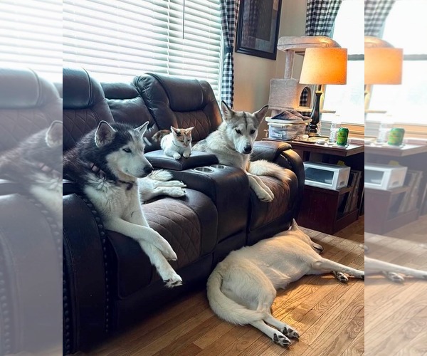 Medium Photo #1 Siberian Husky-Unknown Mix Puppy For Sale in Germantown, OH, USA