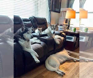 Siberian Husky-Unknown Mix Dogs for adoption in Germantown, OH, USA