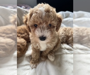 Maltipoo-Poodle (Toy) Mix Puppy for Sale in MARYLAND HEIGHTS, Missouri USA