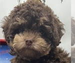 Small Photo #6 Poodle (Toy)-ShihPoo Mix Puppy For Sale in MUNDELEIN, IL, USA