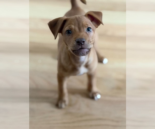 Medium Photo #2 Mutt Puppy For Sale in Mount Pleasant, SC, USA