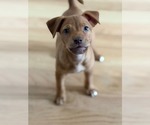 Small #1 Mutt