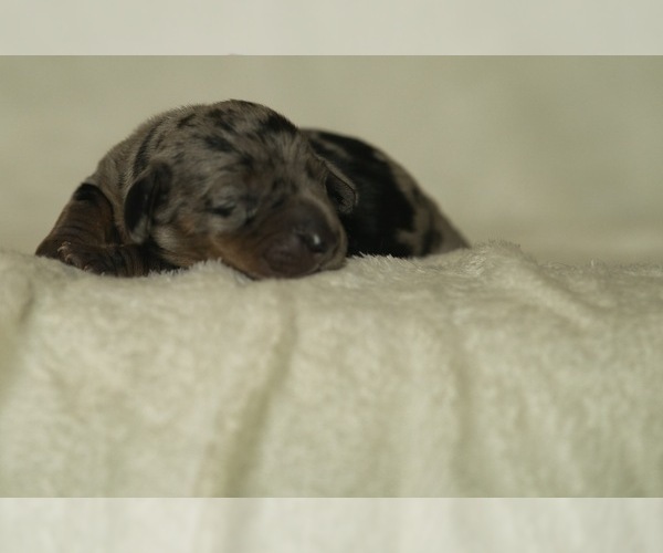 Medium Photo #5 Dachshund Puppy For Sale in NEVADA CITY, CA, USA