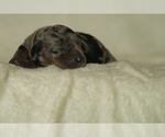 Small #4 Dachshund