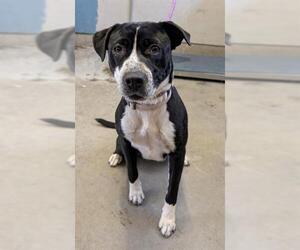 Mutt Dogs for adoption in Camarillo, CA, USA
