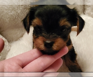 Yorkshire Terrier Puppy for sale in CHARLESTON, SC, USA