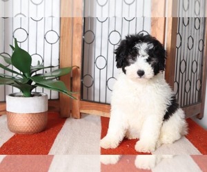 Miniature Bernedoodle Puppy for sale in NAPLES, FL, USA