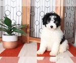 Small Photo #1 Miniature Bernedoodle Puppy For Sale in NAPLES, FL, USA