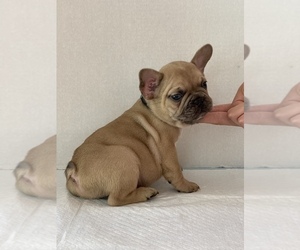 French Bulldog Puppy for sale in MODESTO, CA, USA