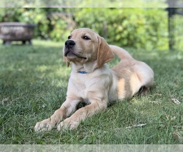 Medium Photo #5 Labrador Retriever Puppy For Sale in EAGAN, MN, USA
