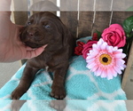 Puppy Londa Labrador Retriever
