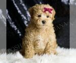 Small #1 Maltipoo