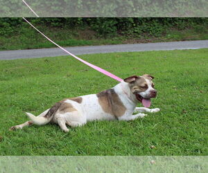 American Pit Bull Terrier-Unknown Mix Dogs for adoption in Prattville, AL, USA