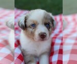 Small Photo #14 Australian Shepherd Puppy For Sale in JEROMESVILLE, OH, USA