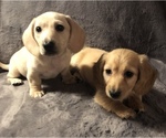 Small Photo #1 Dachshund Puppy For Sale in CHARLOTTESVILLE, VA, USA