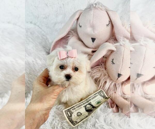 Medium Photo #1 Morkie Puppy For Sale in WEST PALM BEACH, FL, USA